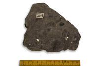 F 01695
<br/>
<br/>
<em></em>